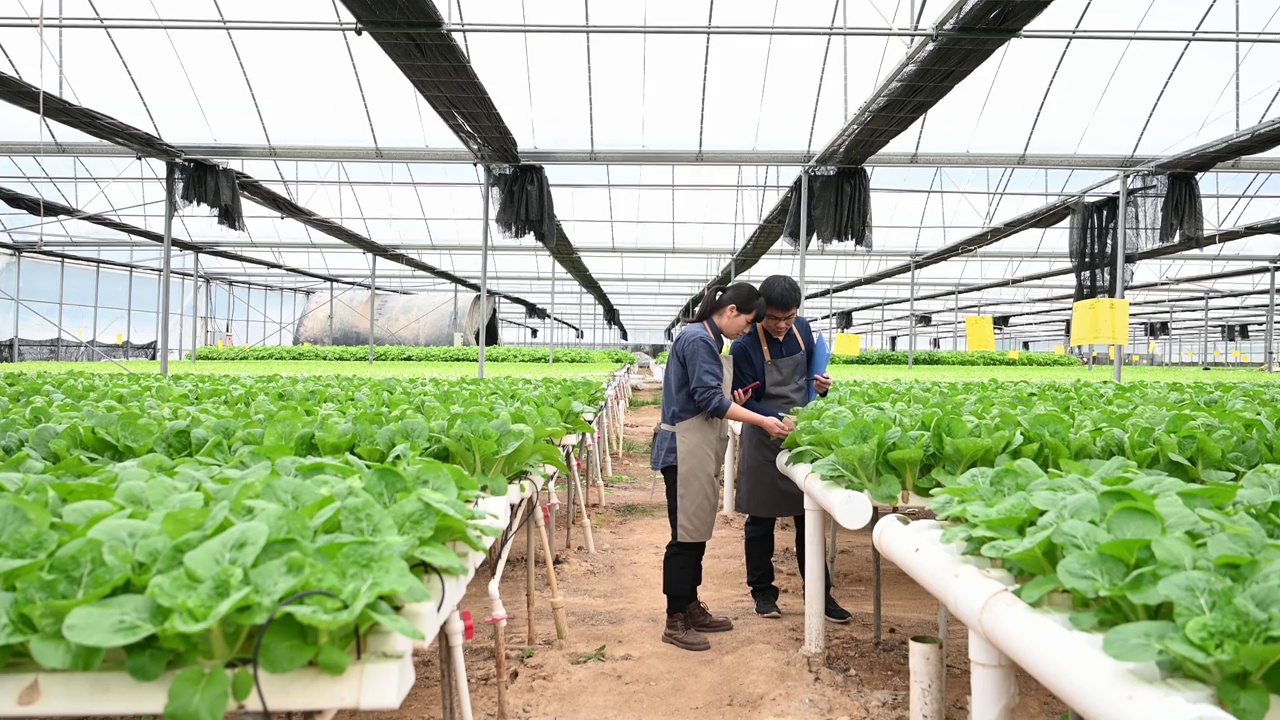 两个农学家在有机农场的温室里研究水培蔬菜视频素材