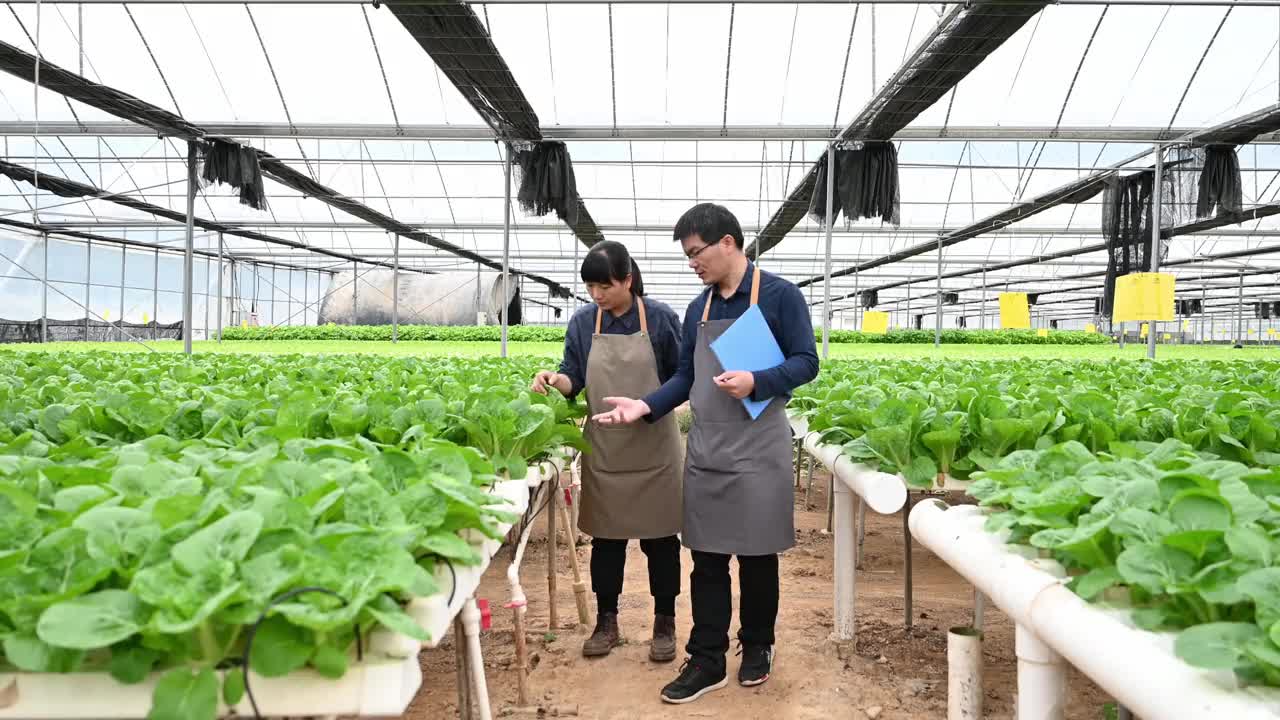 两个农学家在有机农场的温室里研究水培蔬菜视频素材