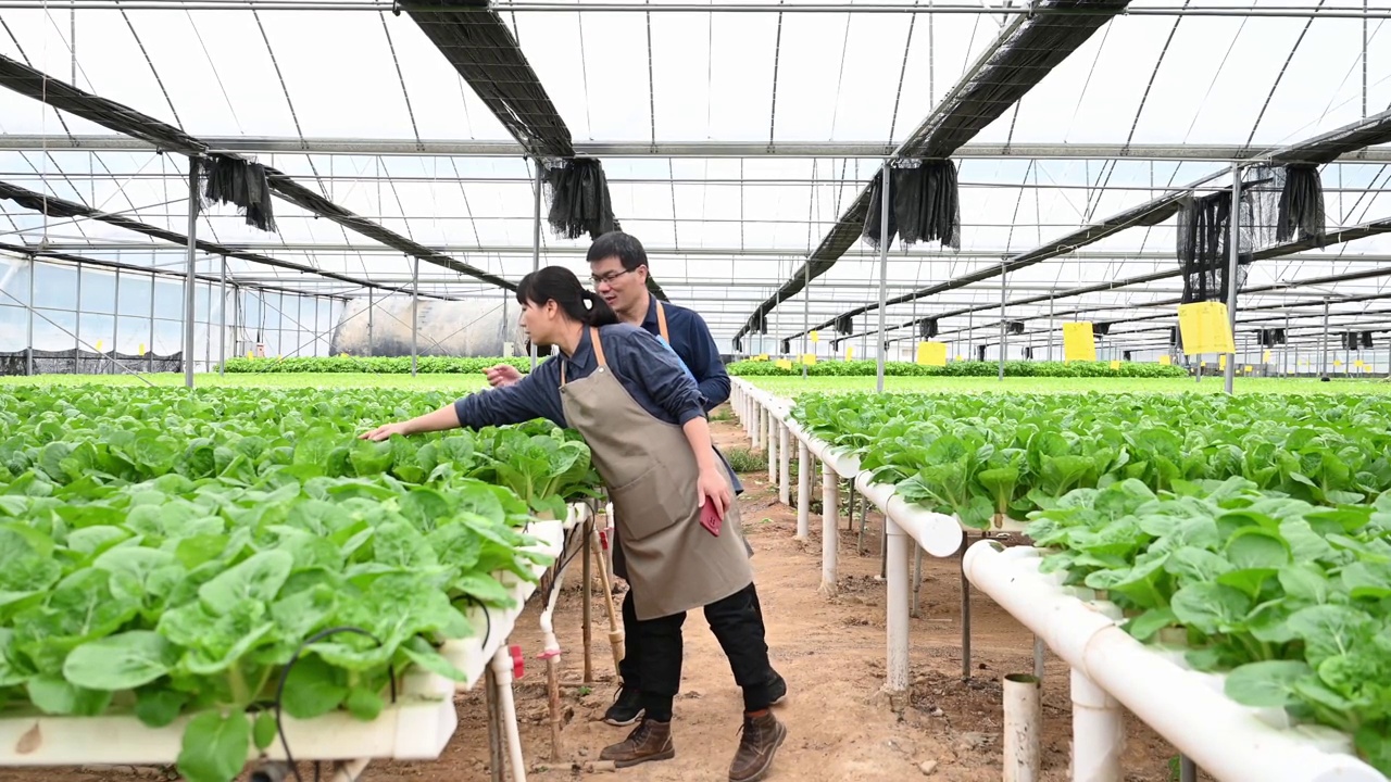 两个农学家在有机农场的温室里研究水培蔬菜视频素材