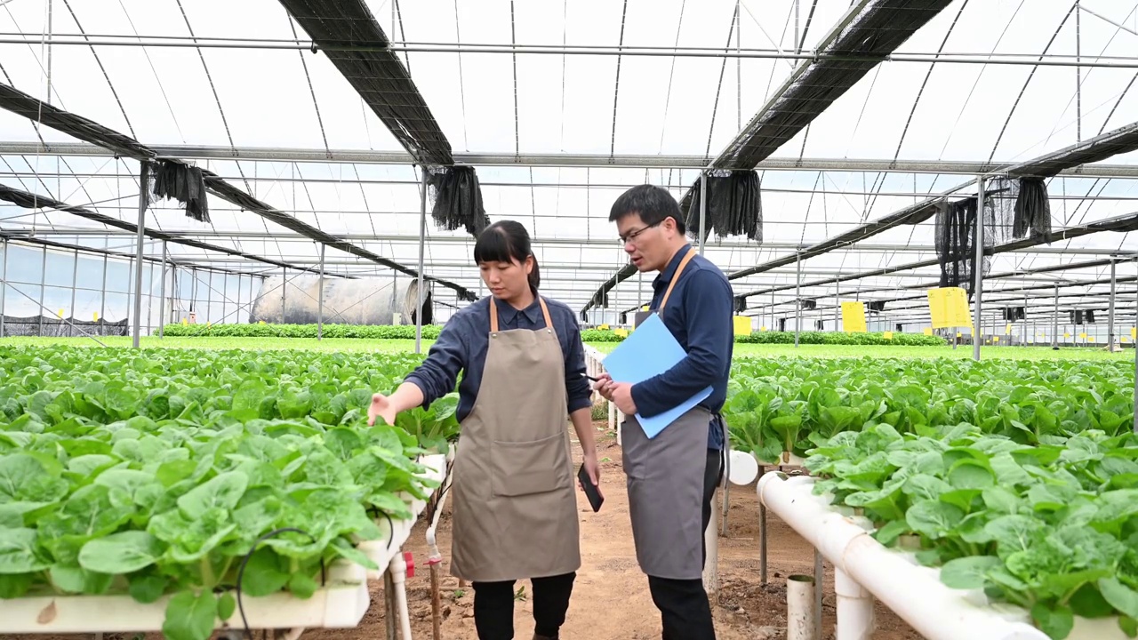 两个农学家在有机农场的温室里研究水培蔬菜视频素材