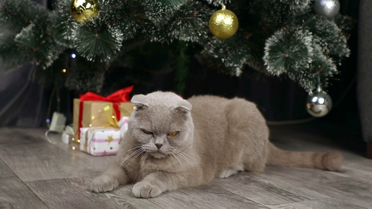 苏格兰折耳灰猫坐在圣诞树旁视频素材