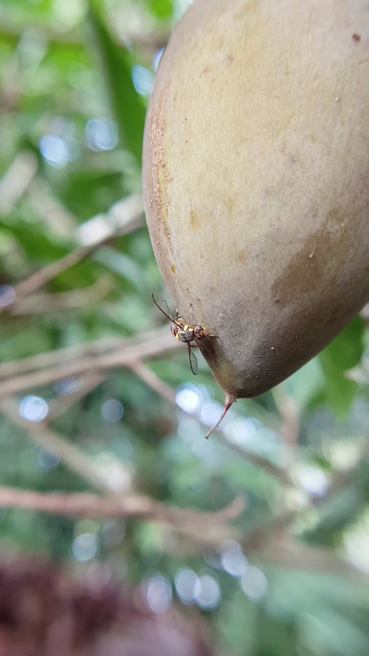 越南小实蝇(Bactrocera dorsalis)对沙巴果的攻击。视频素材