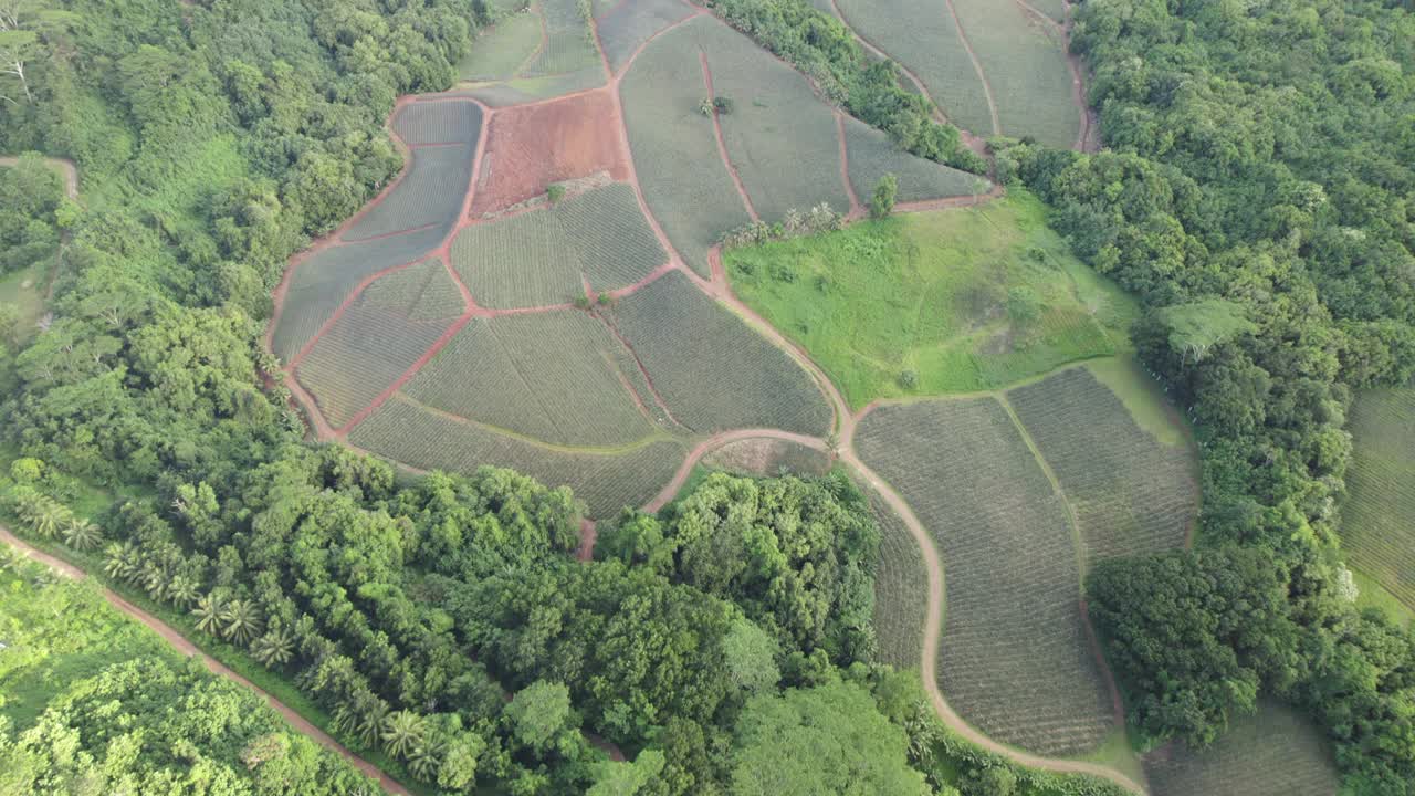 Moorea菠萝种植园无人机拍摄视频下载