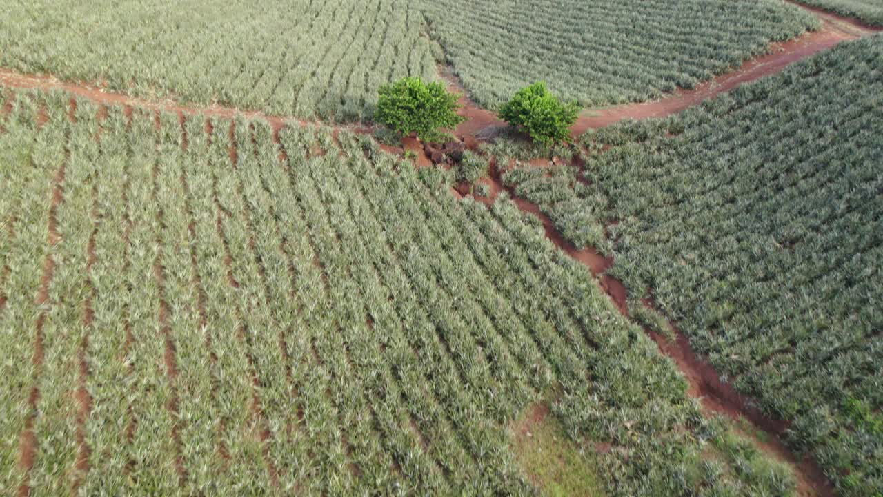 Moorea菠萝种植园无人机拍摄视频下载