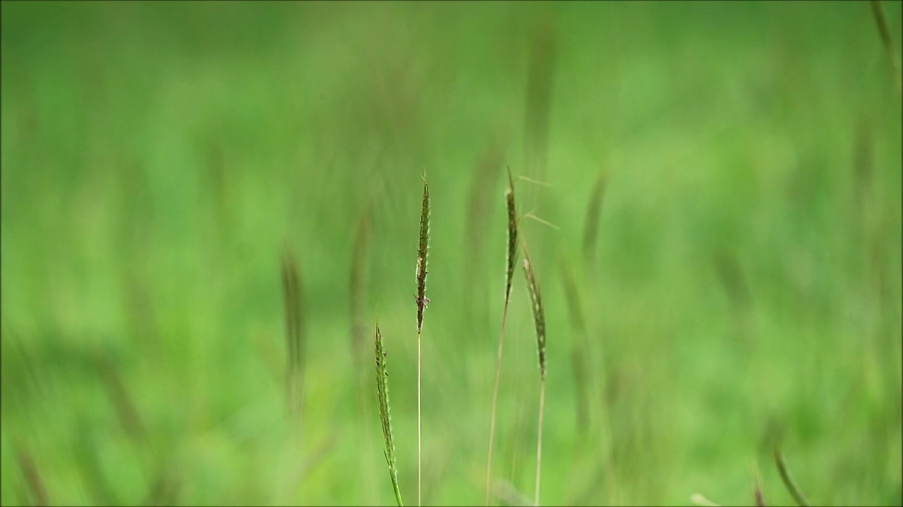 镜头中的绿色野花在和风视频素材