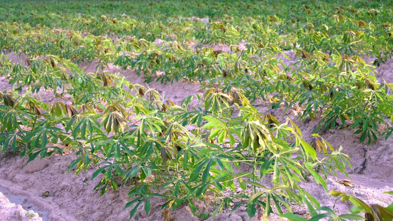 木薯地里的木薯树生长在农民种植的早期阶段。视频素材