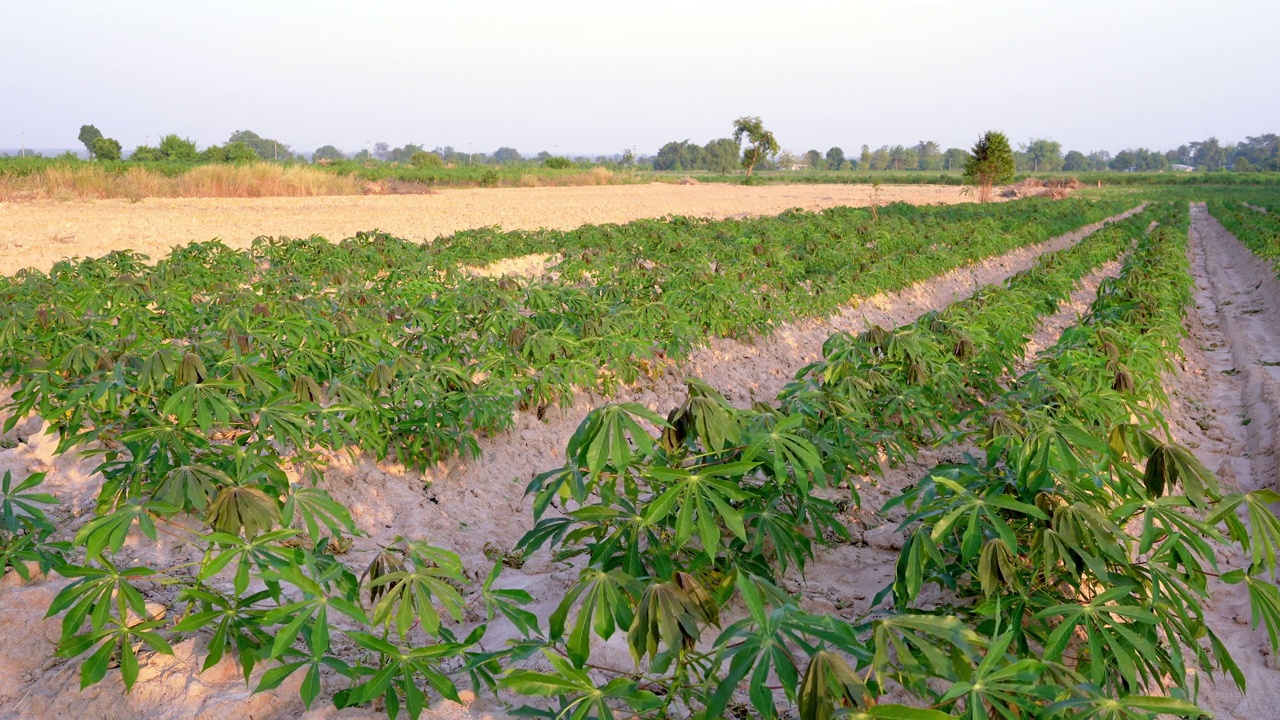 木薯地里的木薯树生长在农民种植的早期阶段。视频素材