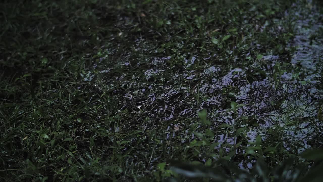 雨滴滴进一滩草里视频素材