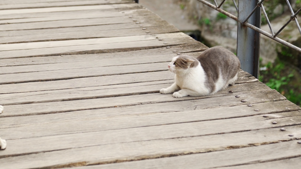 猫在桥上对狗嘶嘶叫。猫和狗之间关系的概念。视频素材