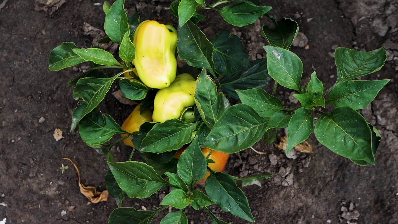 种植园收获甜椒俯视图。成熟的辣椒灌木，生长蔬菜。视频素材