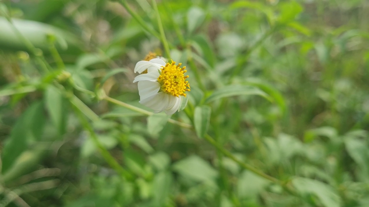 白色的花朵视频素材