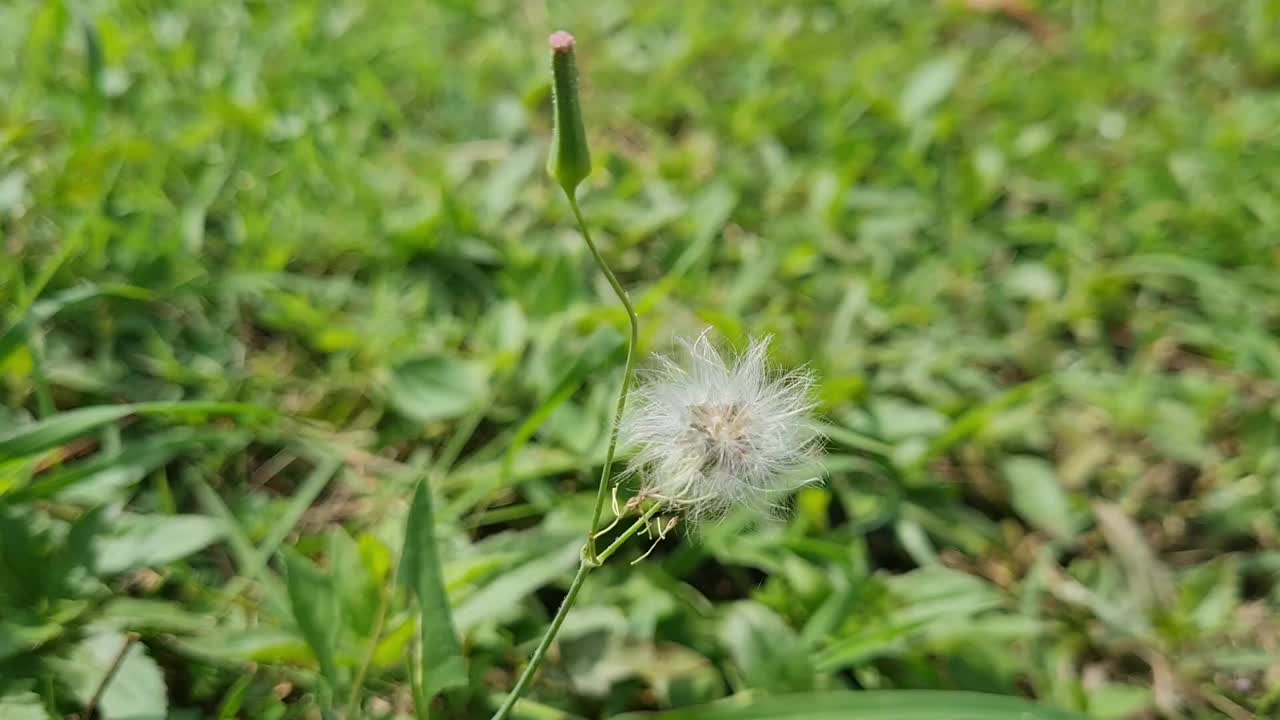 白色的花朵视频下载