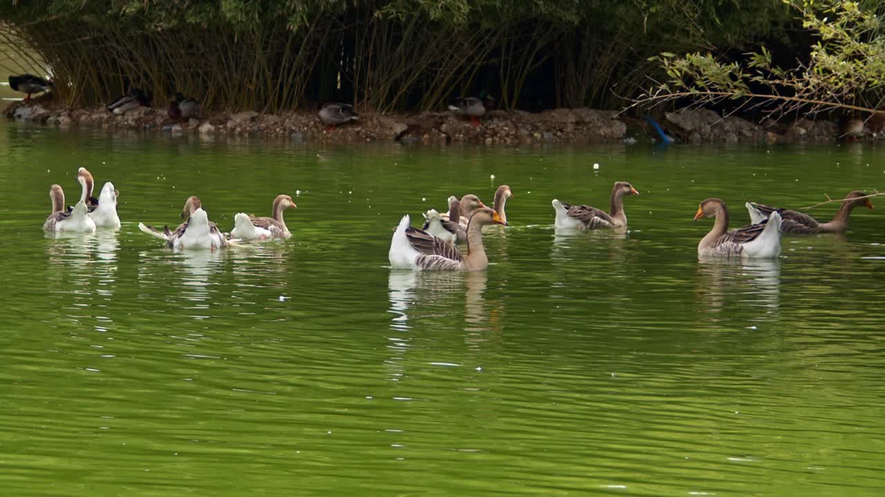 一群灰雁漂浮在绿湖中视频素材