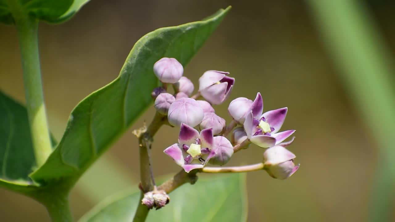 一个特写镜头的巨茶(巨茶)花。视频素材