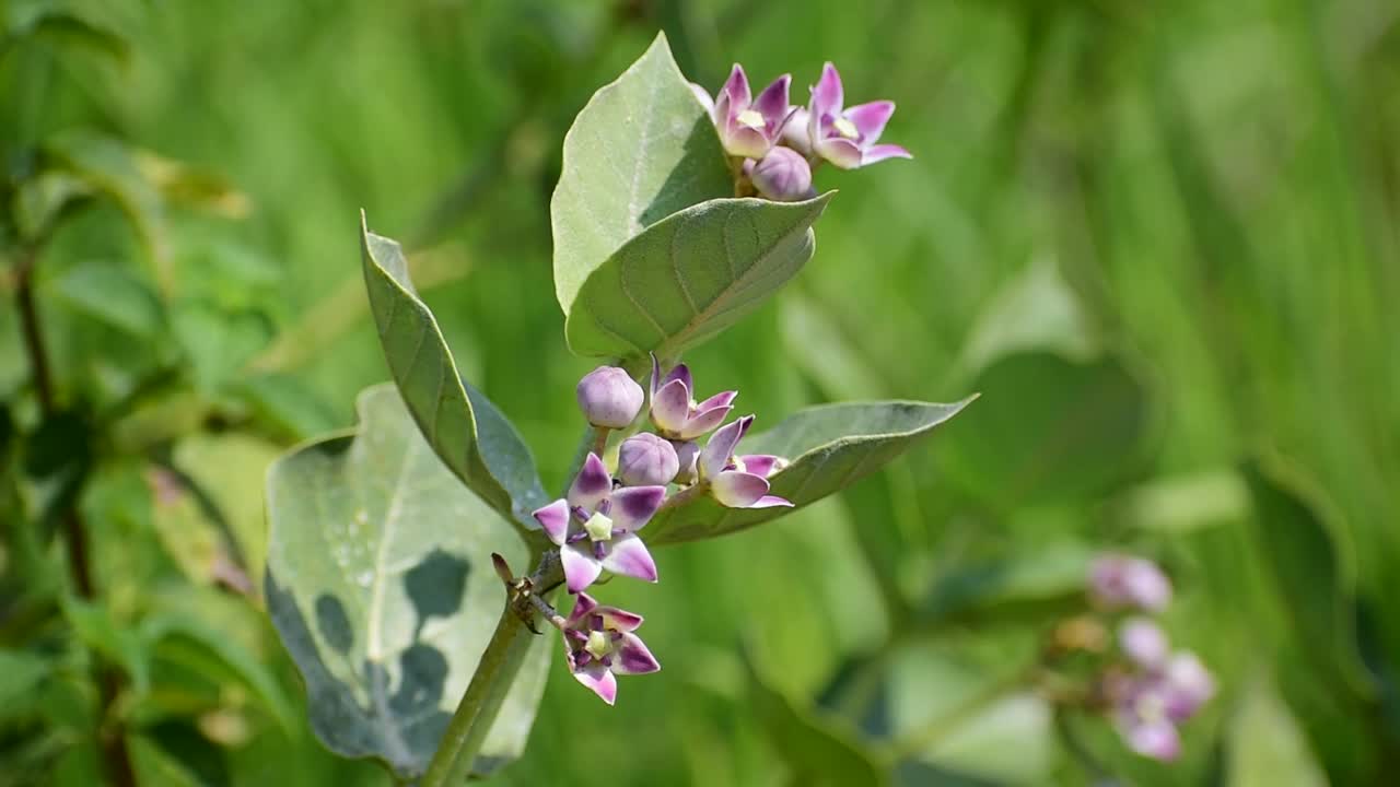 一个特写镜头的巨茶(巨茶)花。视频素材