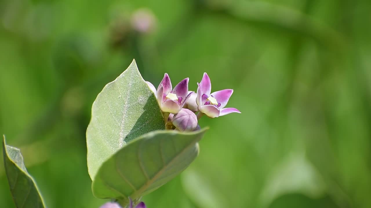 一个特写镜头的巨茶(巨茶)花。视频素材