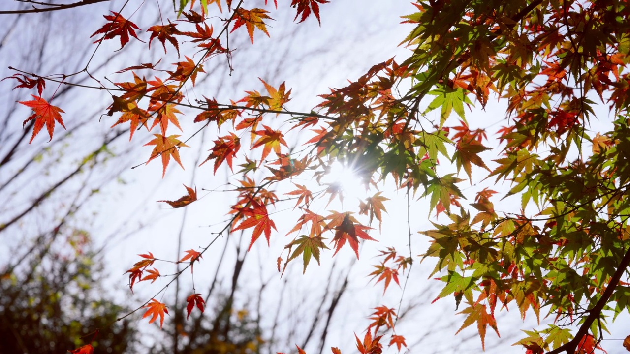 日本秋天，红色枫叶在明亮的散景背景下晃动的超慢动作视频素材