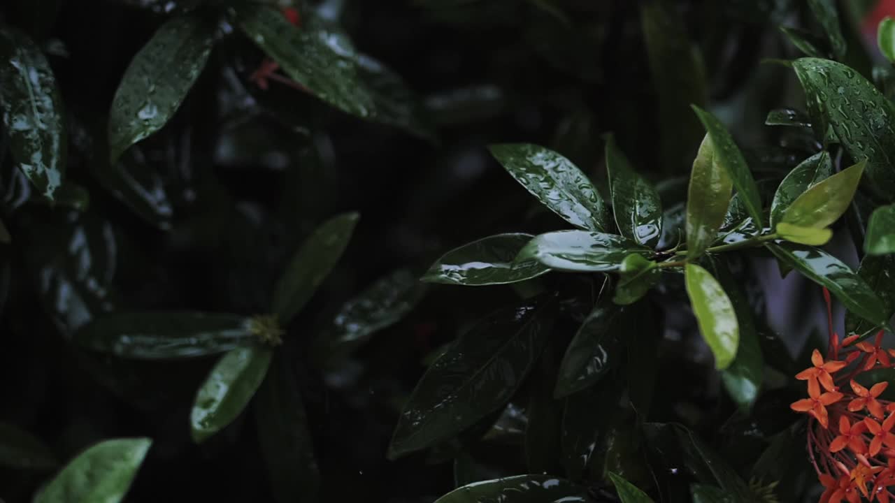 热带植物在雨中视频素材