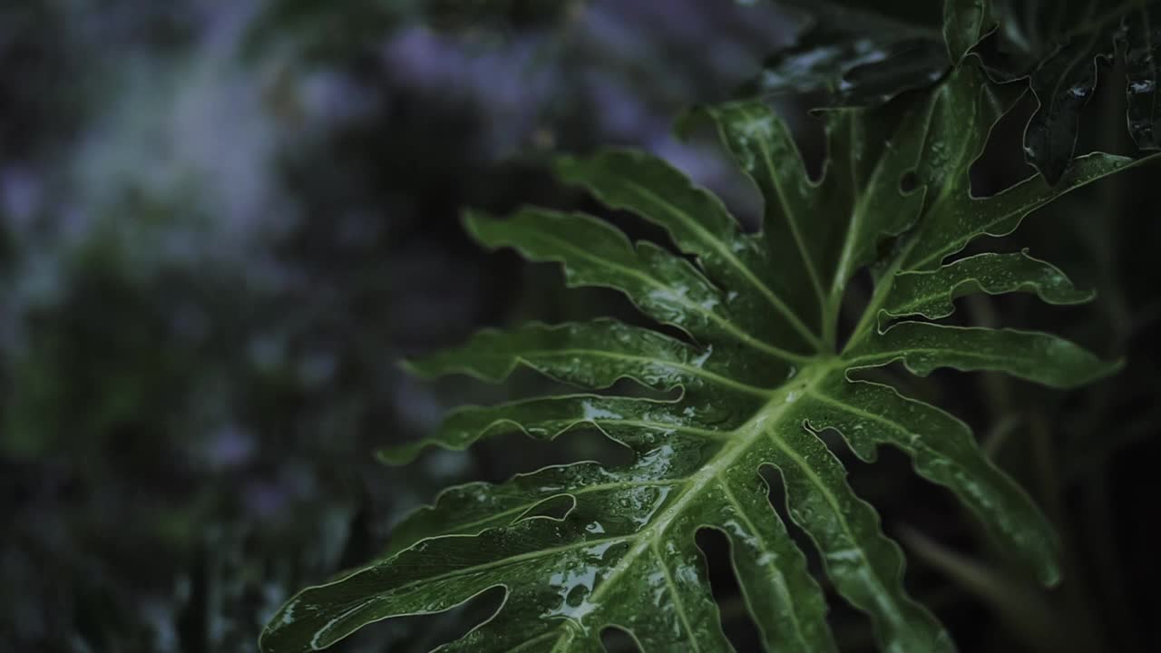 热带植物在雨中视频素材