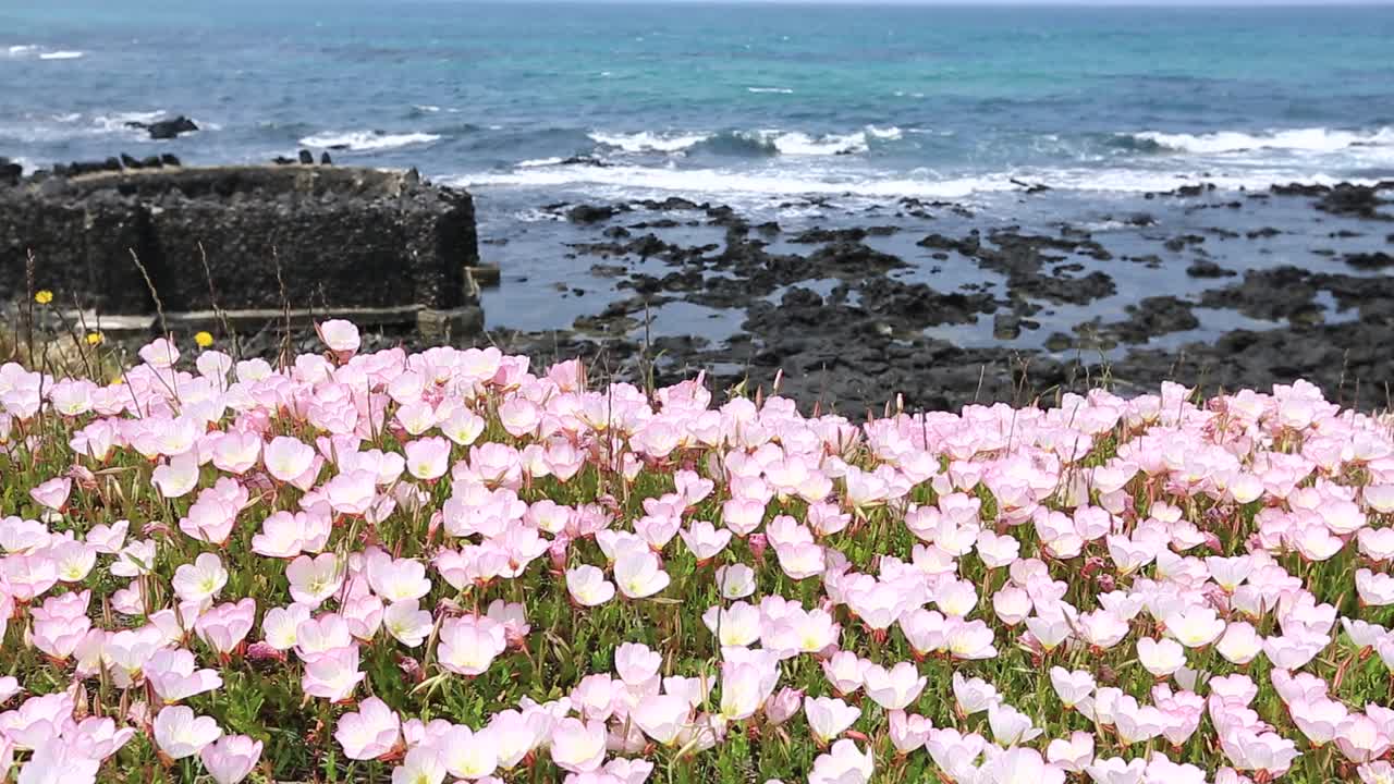 图为，在济州岛海滩前迎风吹动的月见草视频素材