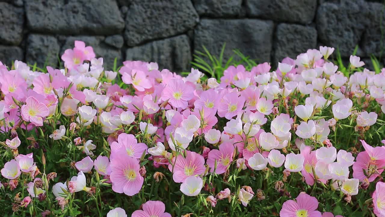 图为，在济州岛海滩前迎风吹动的月见草视频素材