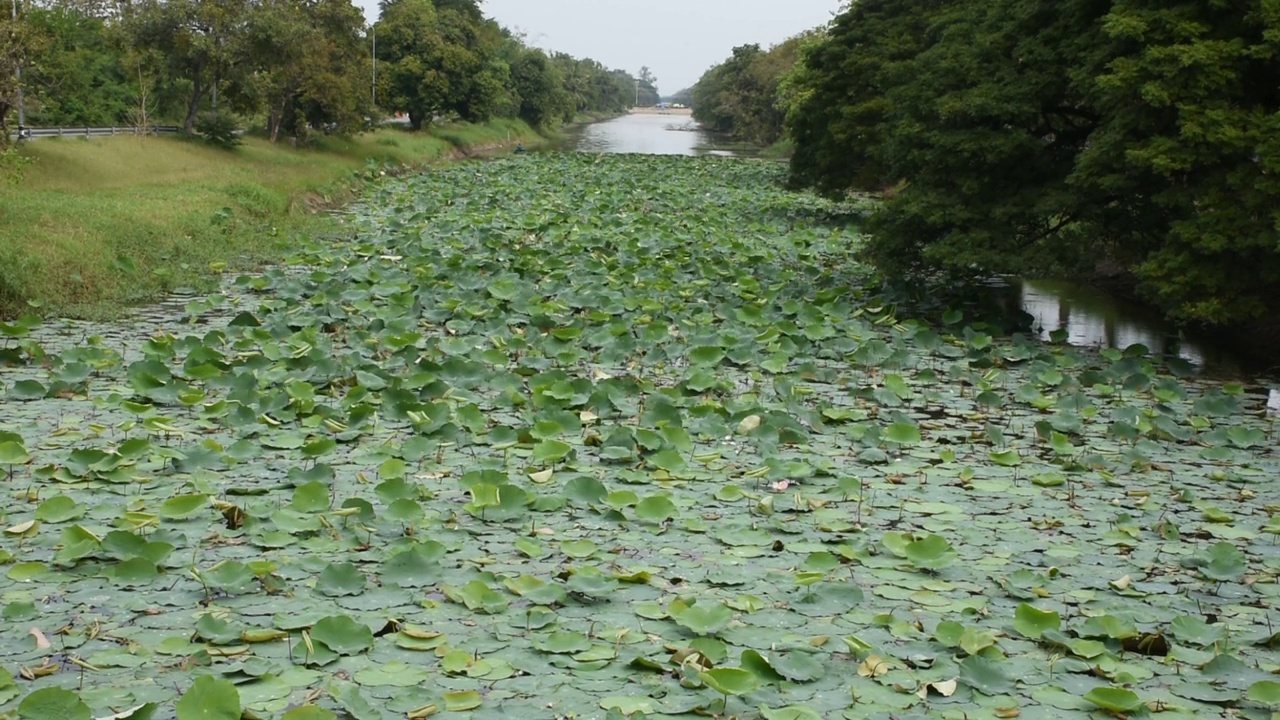 水渠池塘荷叶或睡莲叶的环境与运动视频素材