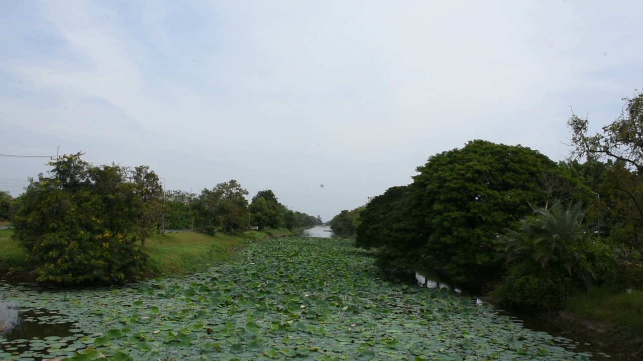 水渠池塘荷叶或睡莲叶的环境与运动视频素材