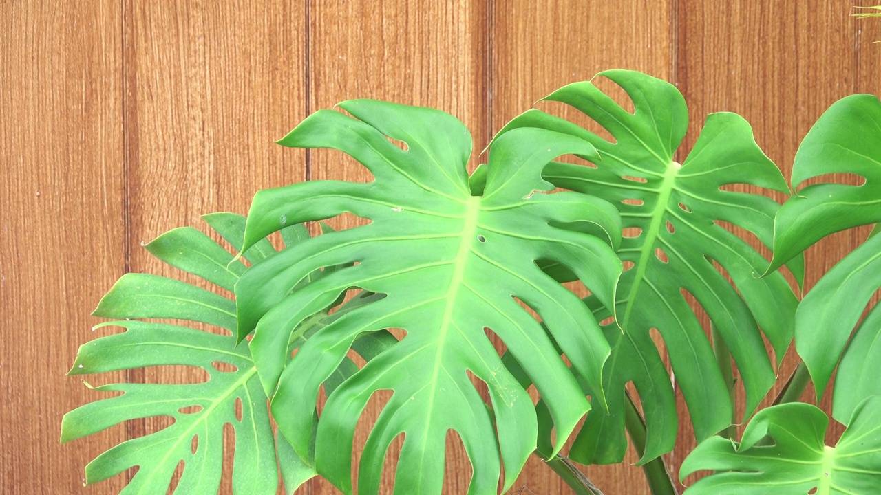 用于家居装饰的怪兽植物视频素材