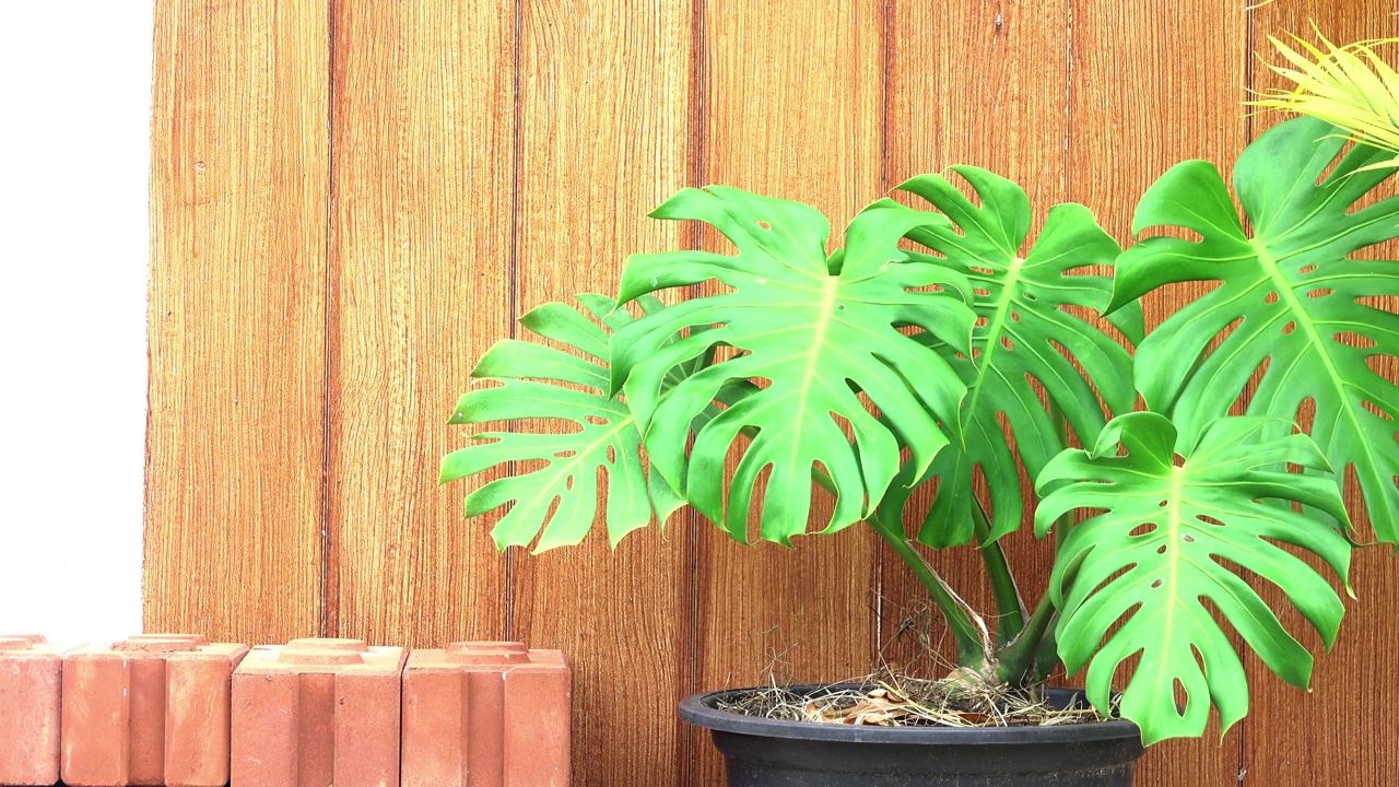 用于家居装饰的怪兽植物视频素材