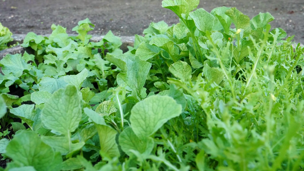 当地菜园里新鲜种植的沙拉作物视频素材