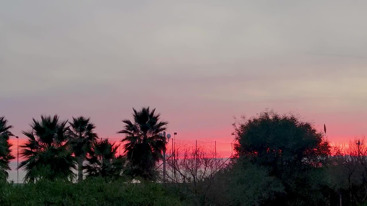 日落时的热带海岸。棕榈树在风中摇摆。夕阳下的棕榈枝视频素材