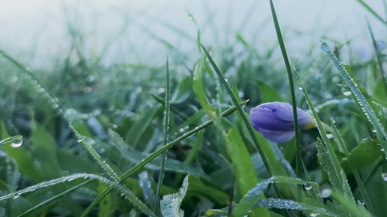 绿草，蓝春花，晨露视频素材