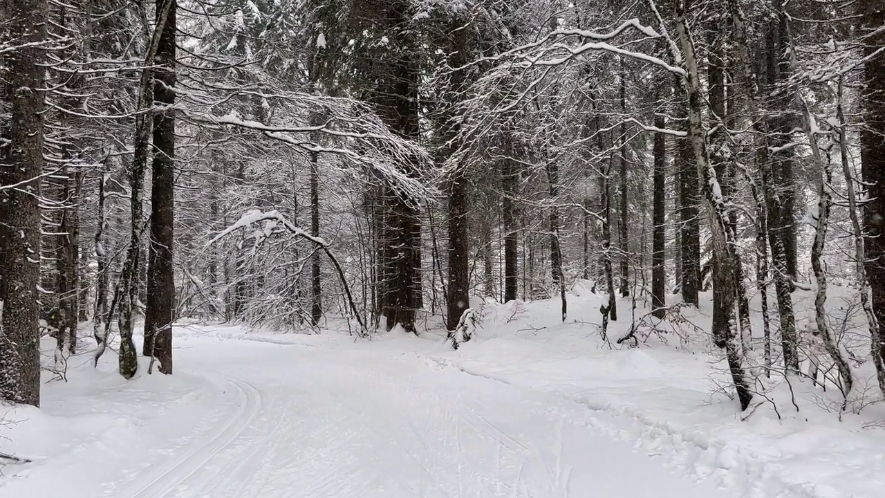 在冬季景观中穿越白雪覆盖的森林视频素材