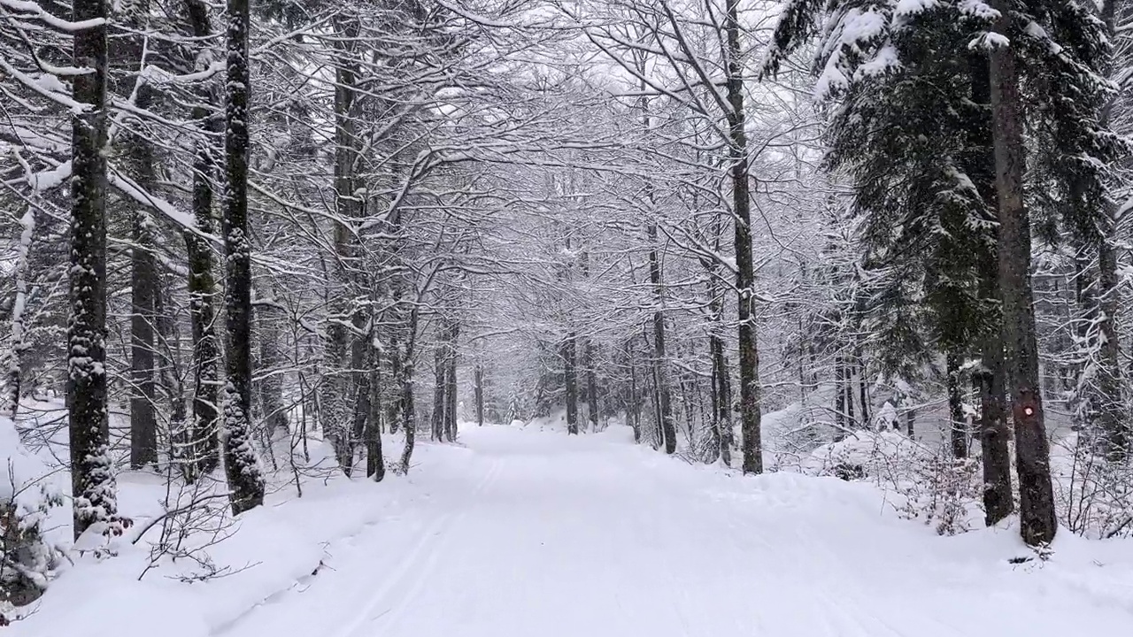 雄伟的山谷环绕着白雪覆盖的森林视频素材