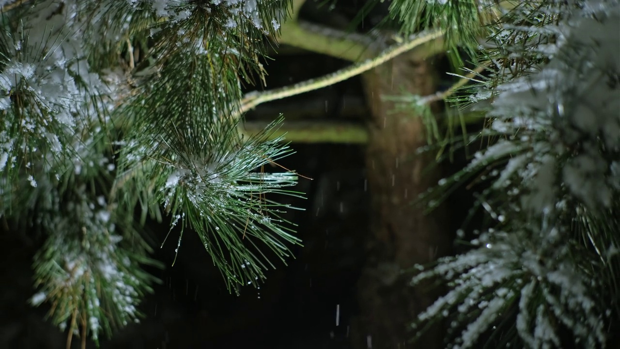 在冬季暴风雪中被雪覆盖的针叶树视频素材