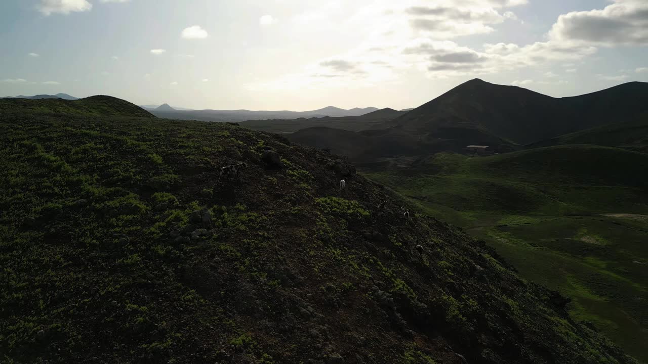 在Corralejo Fuertevenura附近的一座火山山顶上的山羊的航空轨道剪辑视频素材