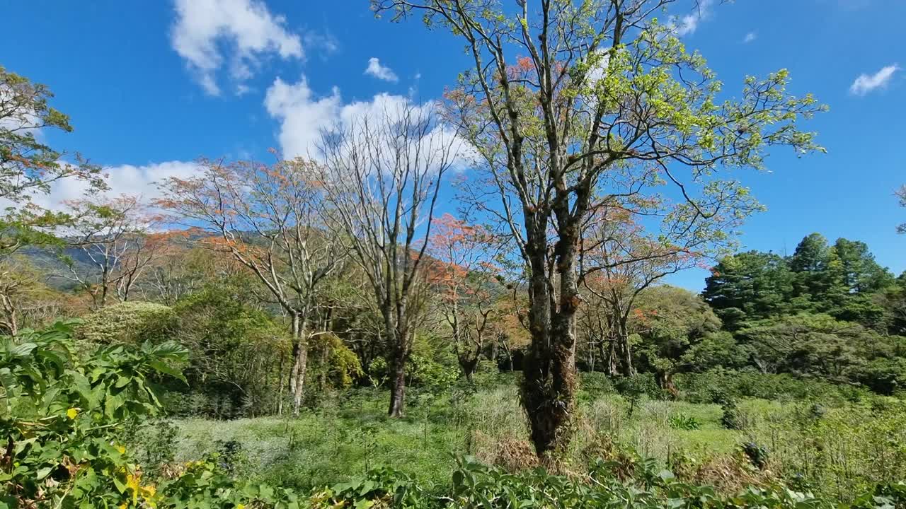 阳光明媚的一天，巴拿马和哥斯达黎加边境的热带丛林视频素材