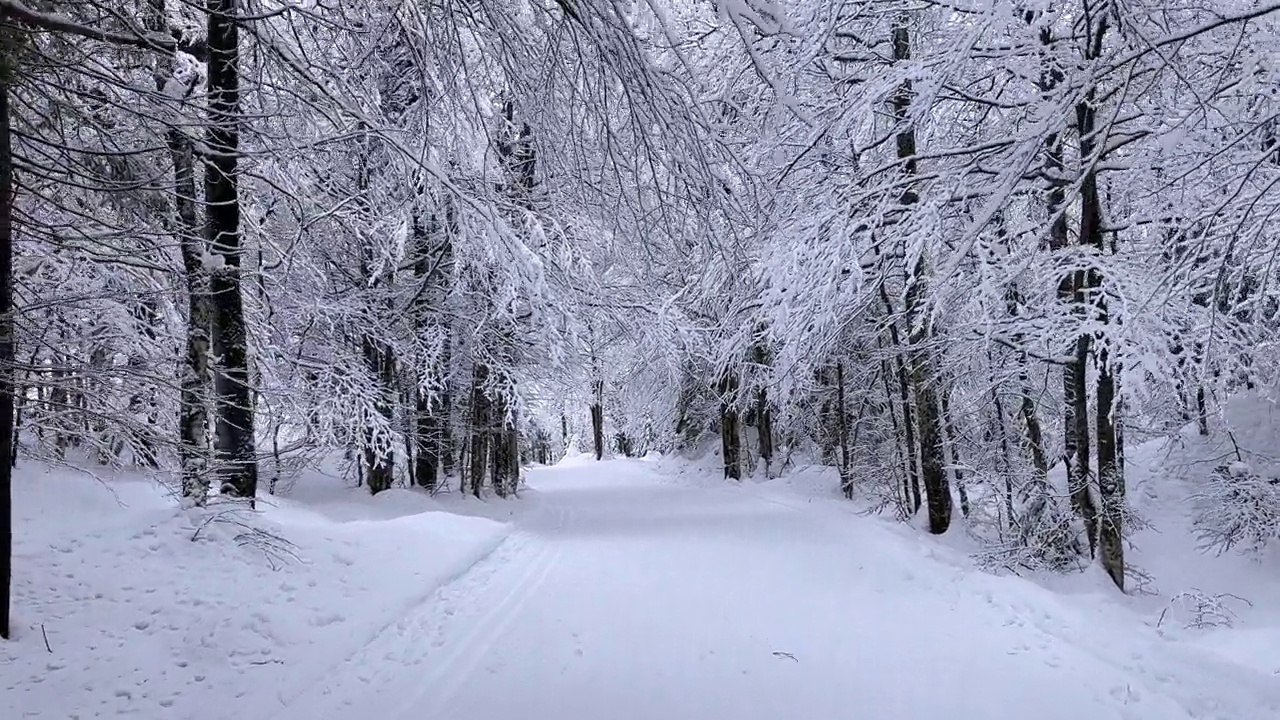 发现雄伟的山谷周围的白雪覆盖的森林视频素材