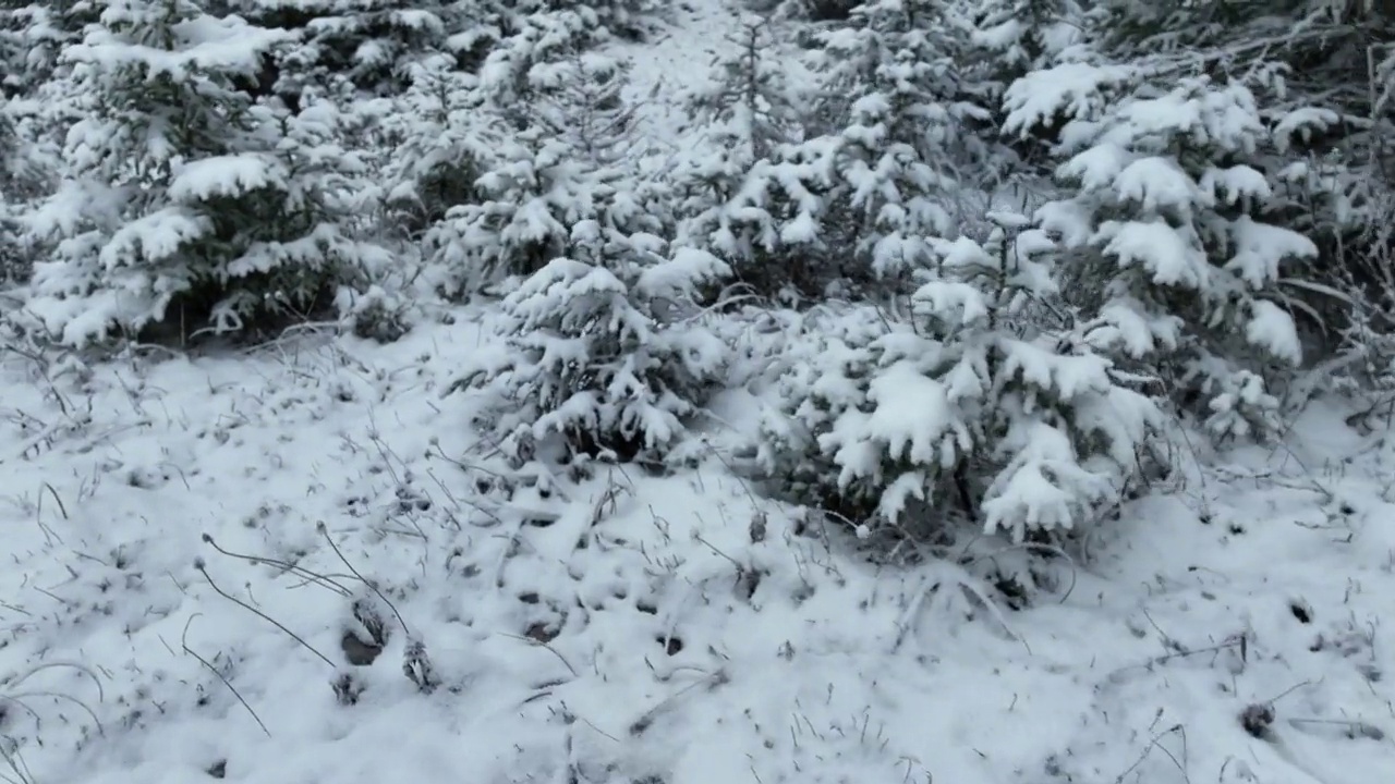 鸟瞰北方雪林冬季景观，降雪和第一次新鲜积雪覆盖的森林，自上而下的视图。视频素材