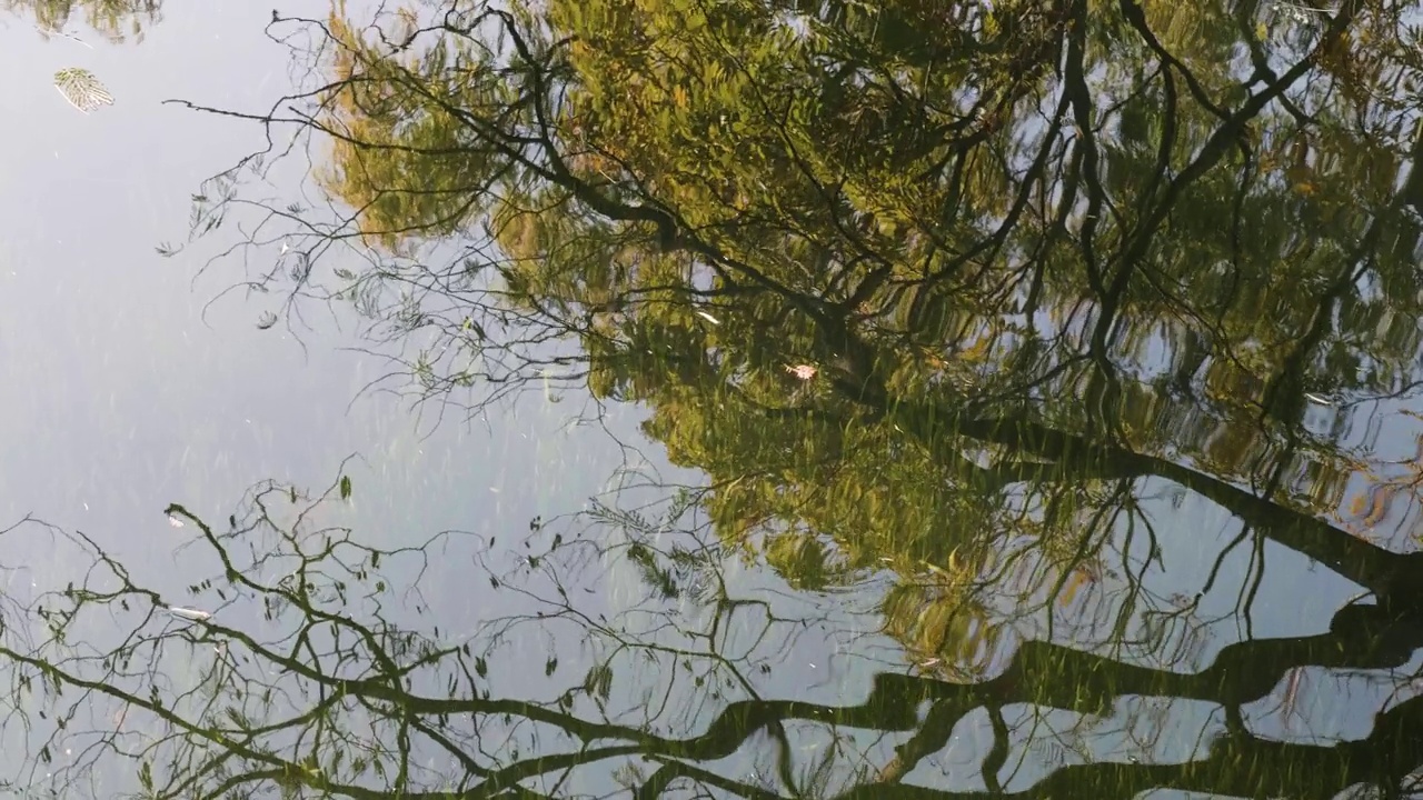 河流中森林的倒影，树木随着波浪摇曳，水下水草清晰可见，4k慢动作镜头。视频素材