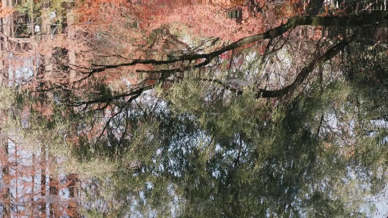 秋日阳光明媚，河里倒影着五彩缤纷的森林，树木随风摇曳，4k慢动作镜头。视频素材