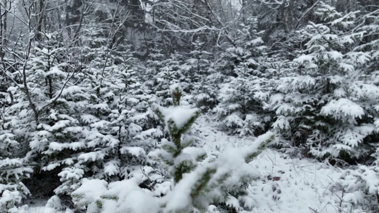 鸟瞰北方雪林冬季景观，降雪和第一次新鲜积雪覆盖的森林，自上而下的视图。视频素材