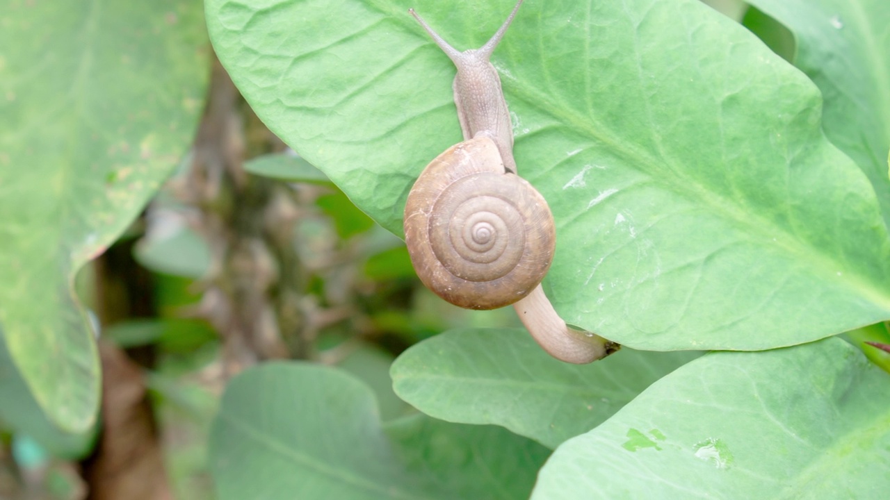 vicinus蜗牛是爬行吃植物，害虫，自产农产品的概念。视频素材