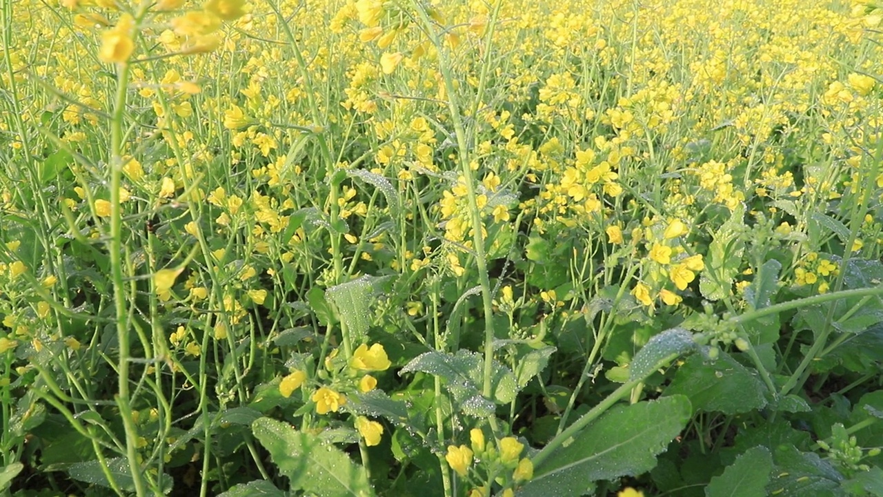 高角度特写拍摄美丽的天然黄色油菜花在冬天的早晨在田野视频素材