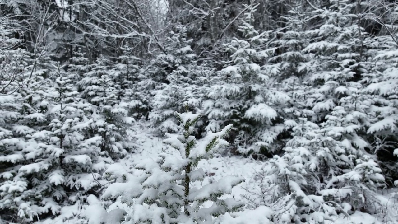 鸟瞰北方雪林冬季景观，降雪和第一次新鲜积雪覆盖的森林，自上而下的视图。视频素材