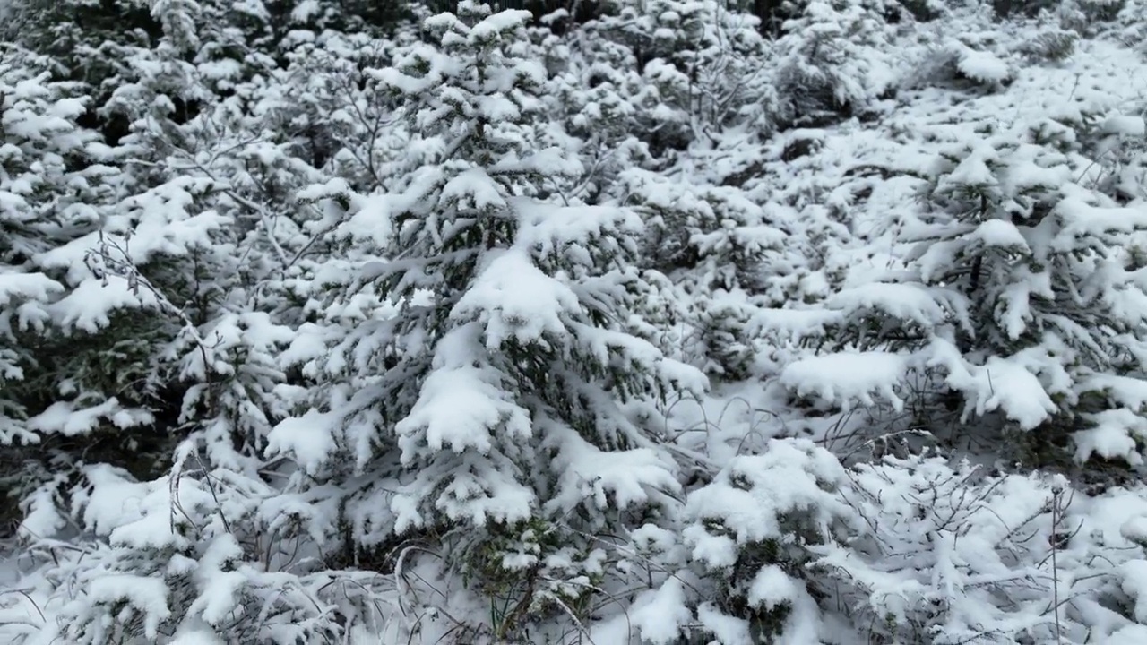 鸟瞰北方雪林冬季景观，降雪和第一次新鲜积雪覆盖的森林，自上而下的视图。视频素材