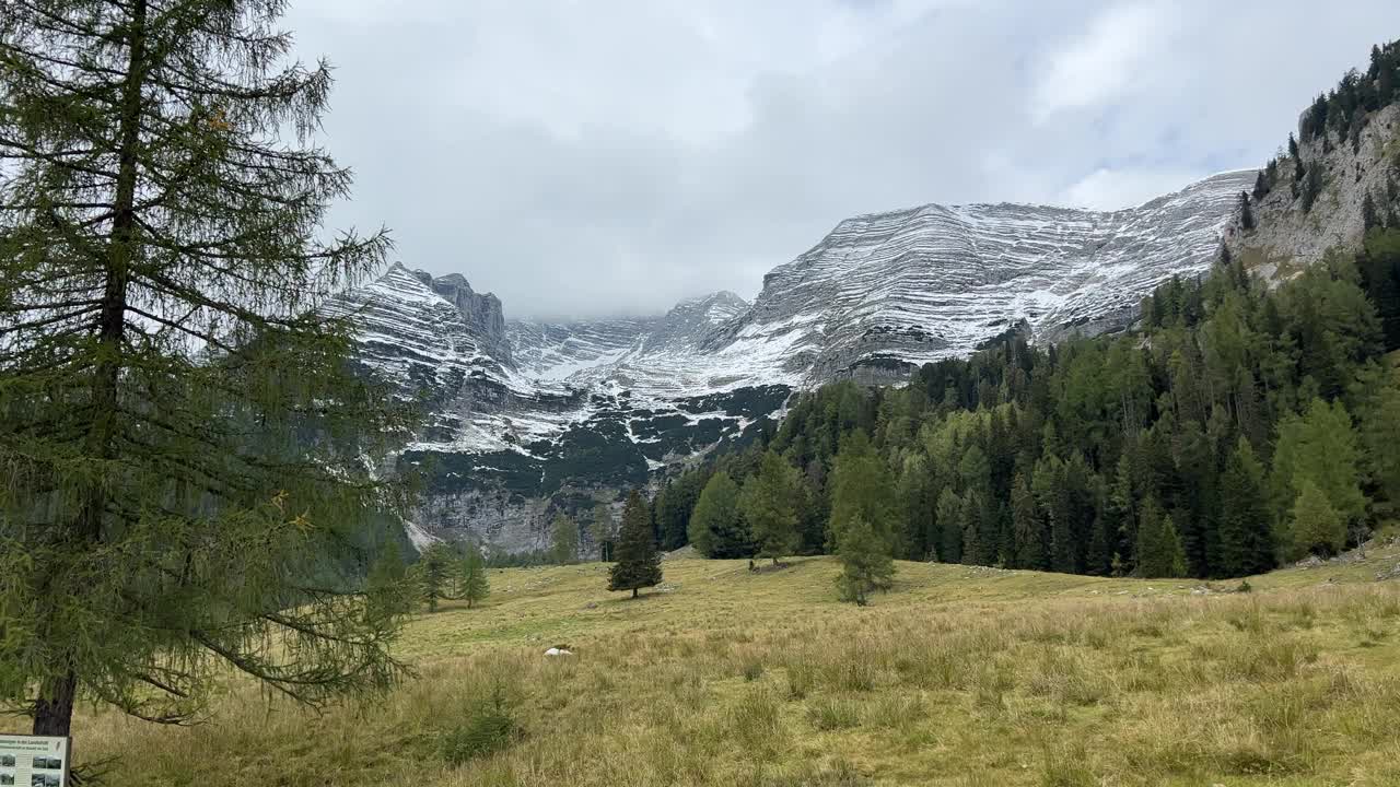 夏季奥地利阿尔卑斯山的山松景观视频素材