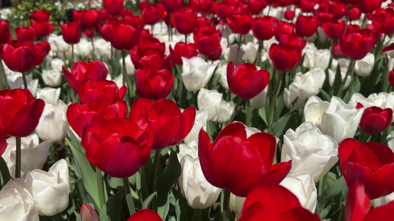 花园里红白相间的郁金香花视频素材