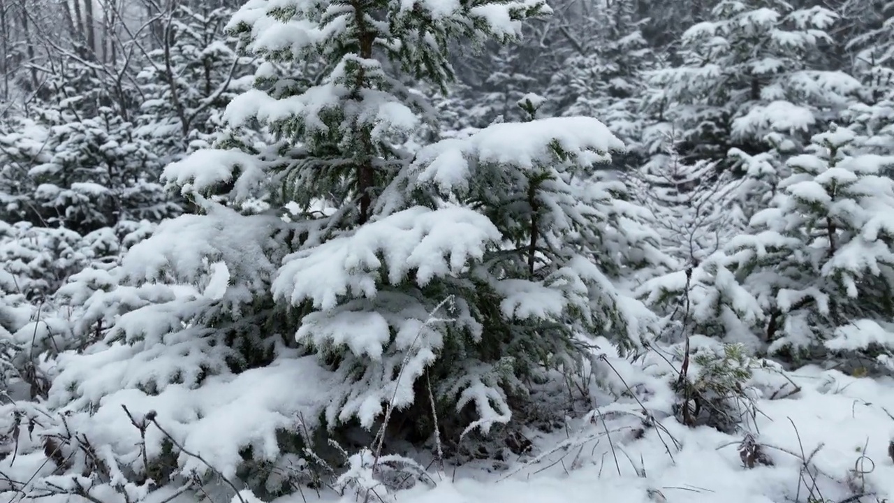 鸟瞰北方雪林冬季景观，降雪和第一次新鲜积雪覆盖的森林，自上而下的视图。视频素材