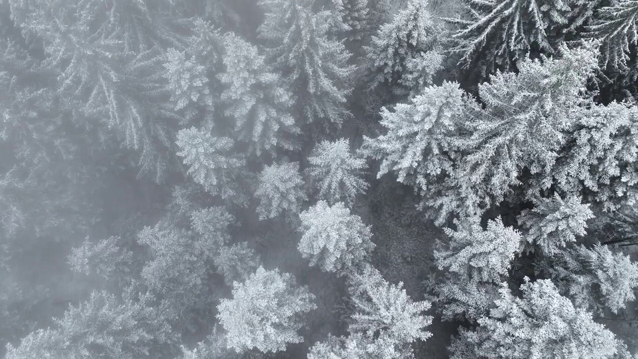 鸟瞰北方雪林冬季景观，降雪和第一次新鲜积雪覆盖的森林，自上而下的视图。视频素材